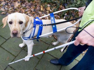 Kan iedere hond een hulphond worden?