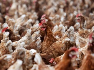 Pilot vogelgriepvaccinatie gestart bij kippen: 'Tot zover geen aanleiding dat vaccin in eetproducten komt'
