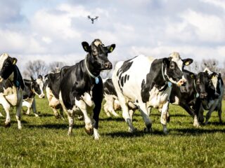 Wat zal nieuw 'startpakket' stikstofcrisis bewerkstelligen? 'Eerst natuur op orde, dan versoepelen'