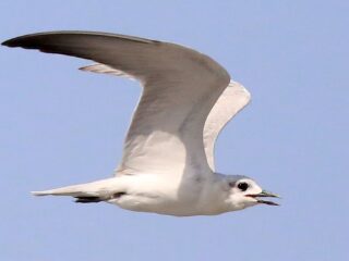 De meeuw dreigt te verdwijnen: hoe komt dat en is dat wel een probleem?