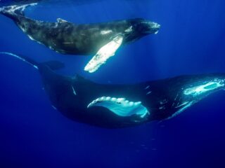 Wat is het oudste nog levende dier?