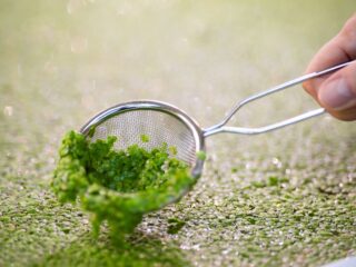Plantaardige eiwitten kunnen helpen tegen klimaatverandering 'zonder dat consument het merkt'