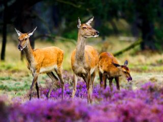 Waarom mag groot wild zich niet verspreiden door het land?