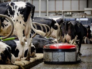 Stikstofbeleid moet zorgen voor 'beter verdienmodel' voor boeren: 'Niets doen kost meer'