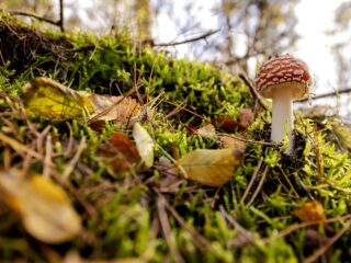 Worden dieren ook high als ze paddestoelen in het bos eten?