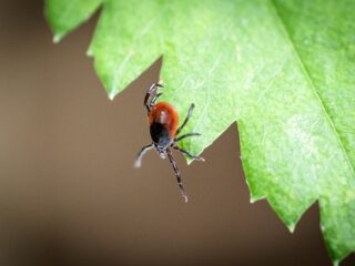 Hoe gevaarlijk is een tekenbeet nou echt?