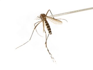 Is de tijgermug net zo dol op (bepaalde) mensen als de steekmug?