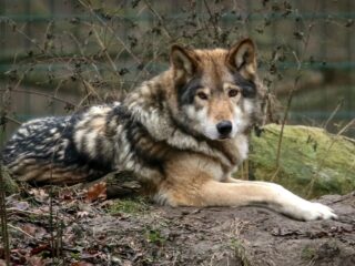 Hoe ver staat de hond daadwerkelijk af van de wolf?