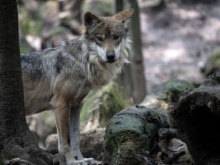 Welke maatregelen zijn nodig voor de wolf? 'Dit is een onhoudbare situatie voor zowel wolf als mens'