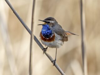 Passen zangvogels hun zang aan op waar ze zich op dat moment bevinden?