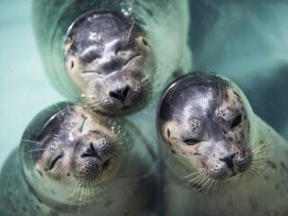Wat heeft Pieterburen kunnen betekenen voor de zeehondenpopulatie?