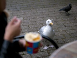 Waarom zijn er zoveel zeemeeuwen in de randstad?