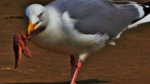 Strand vol aangespoelde dieren door winterse storm