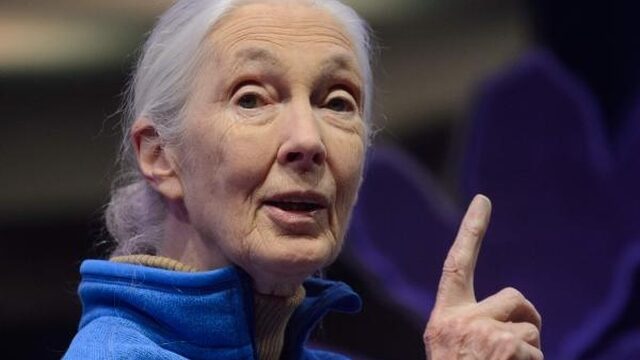 Chimpansee-onderzoekster Jane Goodall blijft hoopvol over Moeder Aarde
