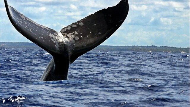 Waarom Japan weer op walvissen jaagt