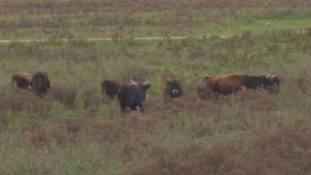 Grote grazers Oostvaardersplassen tóch bijgevoerd vanwege onrust