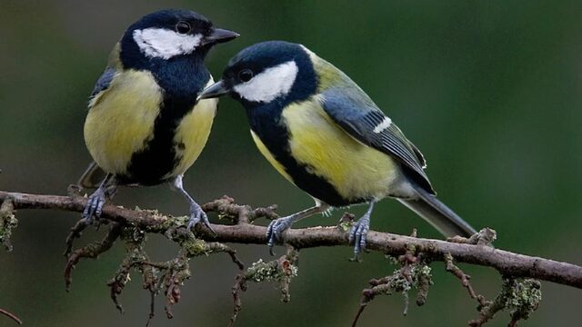 Tinder voor koolmezen