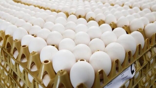 'Fipronil-affaire is een ramp voor de getroffen kippenboeren'