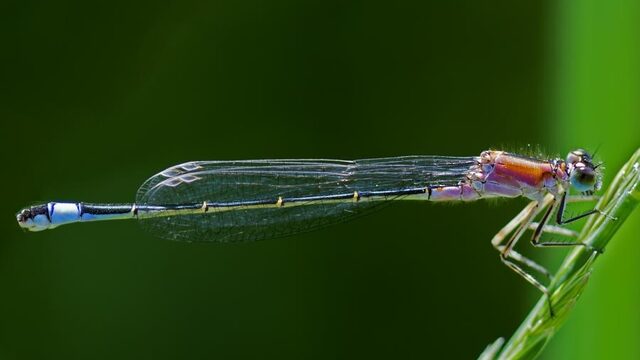 Libellenonderzoekers luiden de noodklok