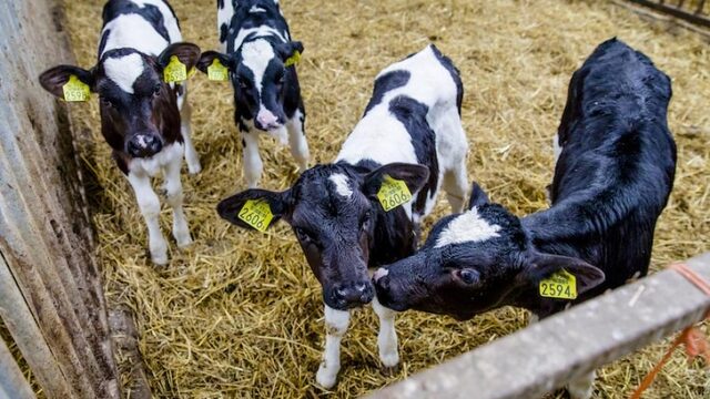 Boeren zijn te druk, en dat gaat ten koste van de kalfjes