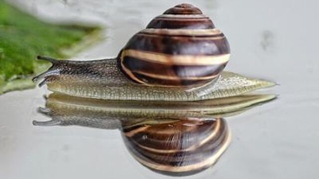 Plaagdieren in de tuin? Zo kom je ervan af!
