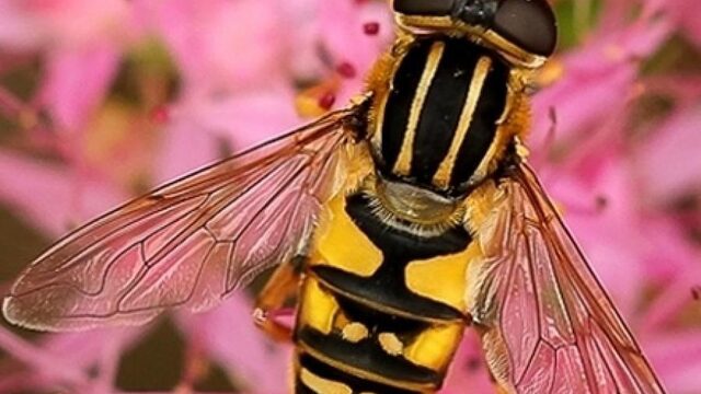 Herken de zweefvlieg in jouw tuin!