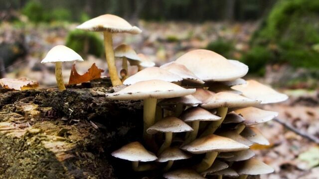 Ook paddenstoelen hebben last van stikstof