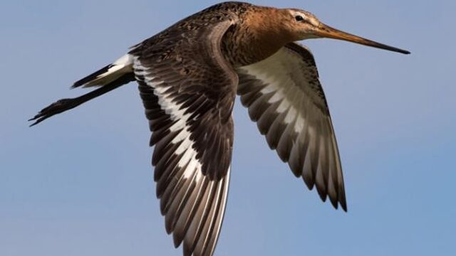 Er is nog hoop voor de weidevogels