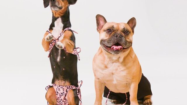 'Aan bikini voor honden ging slechts een half uurtje brainstormen vooraf'