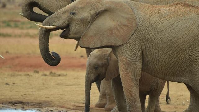 App moet wild in Kenia en Zimbabwe beschermen tegen stropers