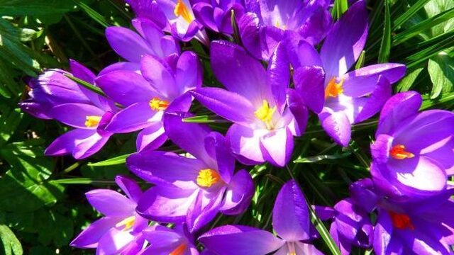 Krokus is held onder de bloemen