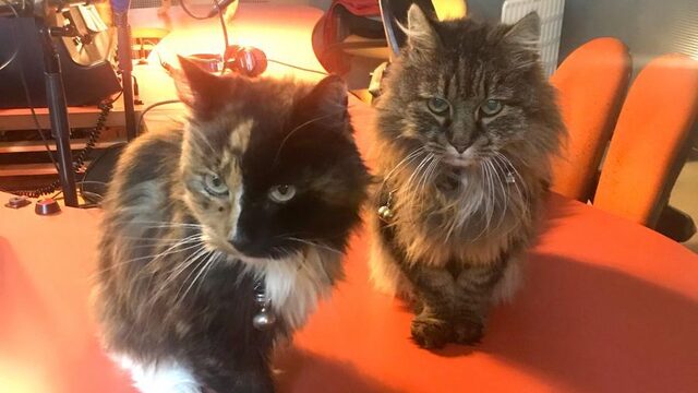 Dierendag. Dus dat betekent een studio vol met...