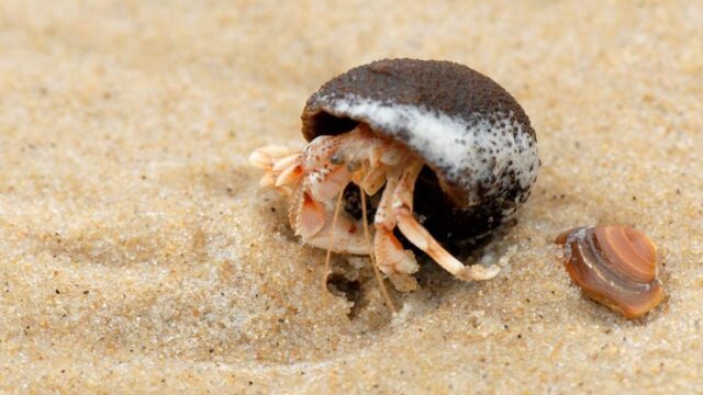Zo maak je jouw strandwandeling nog leuker