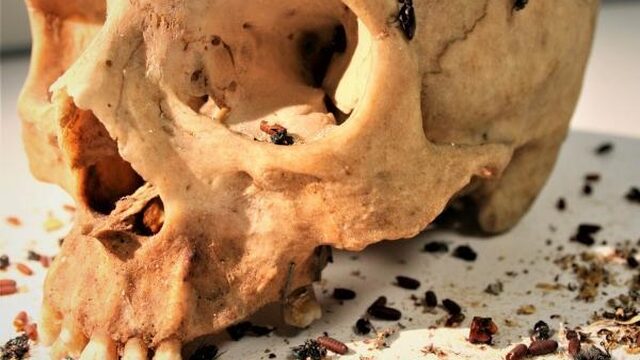 Met insecten moordzaken oplossen? Niet zo snel