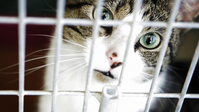 Steeds meer voedselbanken voor huisdieren