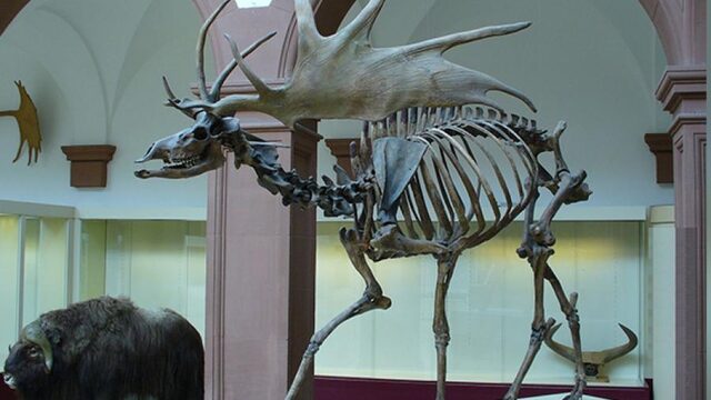 Voedselresten in de fossiele kies van een reuzenhert