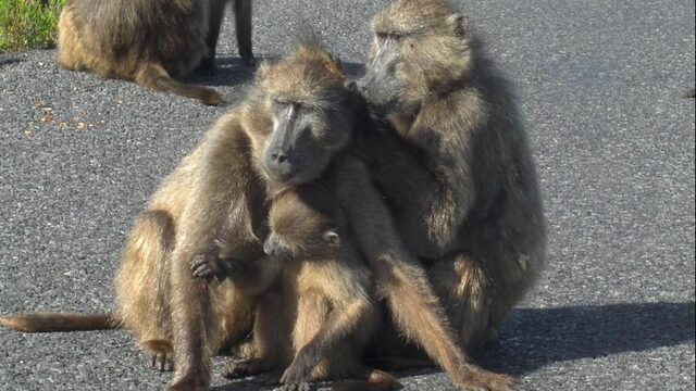 Dus jij dacht dat apen elkaar ontvlooien? Lariekoek