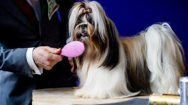 ‘Een hond die niet goed ademt, zal nooit winnen’