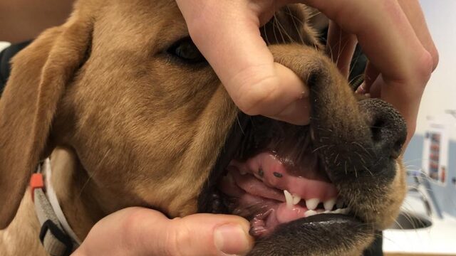 Poets jij de tanden van je huisdier al?