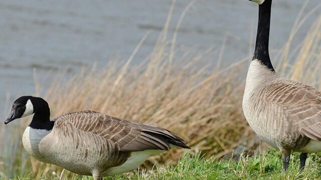 Beschermde Canadese gans wordt toch bejaagd