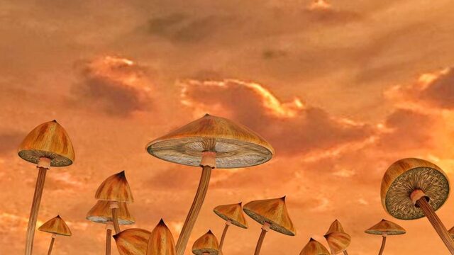Trippen als therapie. Psychedelica, werkt het?