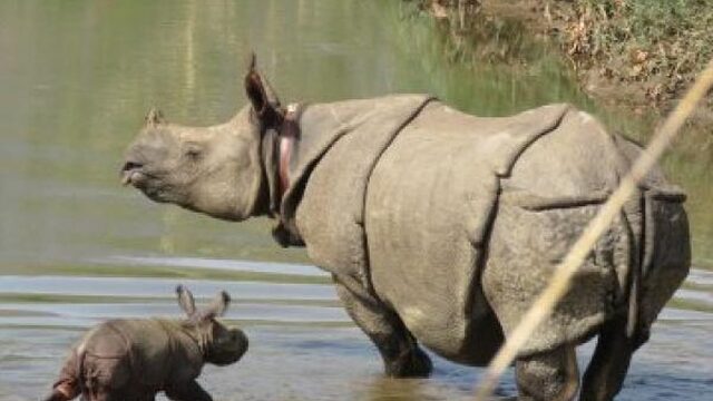 Nederlanders winnen internationale natuurprijs