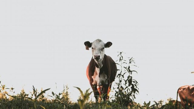 Boeren zijn toe aan duidelijkheid en consistent beleid