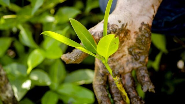 Vinden planten CO2-uitstoot eigenlijk wel fijn?