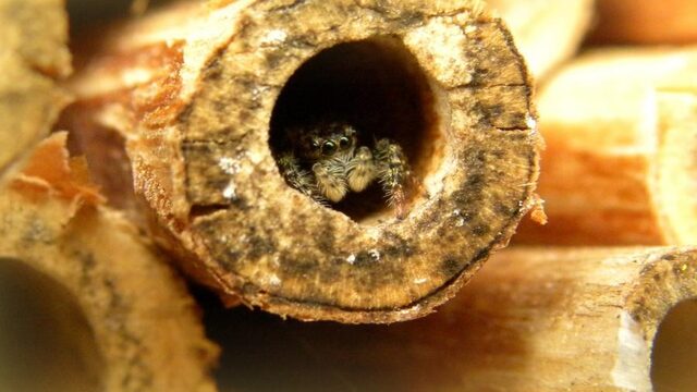 Help insecten aan woonruimte met dit insectenhotel!