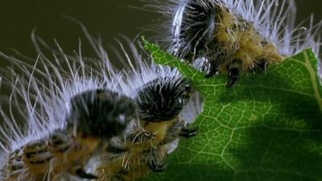 Mag je een natuurfilm 'faken'?