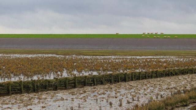 Natuur bij dijken heeft levens gered