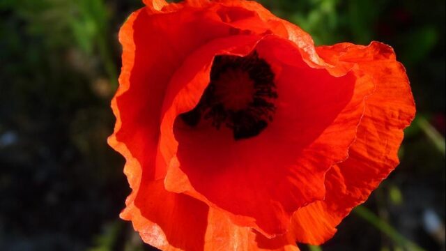Waarom kleuren klaprozen zo rood?