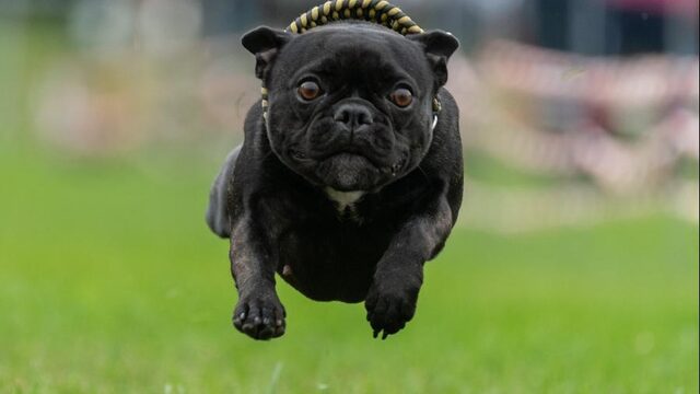 Hondenfokkers hebben last van fokshaming