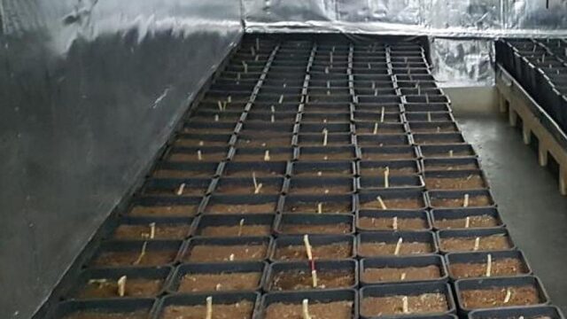 Nederlandse wietplantages overspoelen Europa